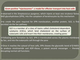 Gram-positive “injectosomes”: a model for effector transport into host cells
observed in the Streptococcus pyogenes, which injects at least one virulence factor,
NAD glycohydrolase (SPN), into the cytoplasm of keratinocytes by this mechanism
to create the pore required for SPN translocation, another protein, SLO, is first
secreted via the Sec pathway
Following pore formation by SLO, SPN is translocated across the plasma membrane
by Sec, and into the eukaryotic cell through the pore
Once it reaches the cytosol of host cells, SPN cleaves the glycosidic bond of β-NAD+
to produce nicotinamide and ADP-ribose, a potent second messenger — thereby
disrupting normal cell functions
SLO is a member of a class of toxins called cholesterol-dependent
cytolysins (CDCs), which bind cholesterol on the surface of
eukaryotic cells and insert into their membranes, creating pores
 