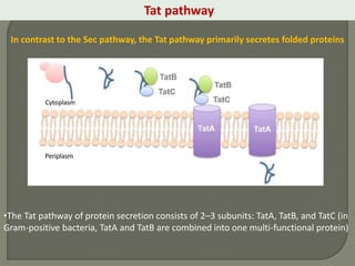 In contrast to the Sec pathway, the Tat pathway primarily secretes folded proteins
•The Tat pathway of protein secretion consists of 2–3 subunits: TatA, TatB, and TatC (in
Gram-positive bacteria, TatA and TatB are combined into one multi-functional protein)
Tat pathway
 