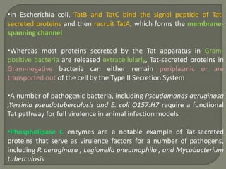 •In Escherichia coli, TatB and TatC bind the signal peptide of Tat-
secreted proteins and then recruit TatA, which forms the membrane-
spanning channel
•Whereas most proteins secreted by the Tat apparatus in Gram-
positive bacteria are released extracellularly, Tat-secreted proteins in
Gram-negative bacteria can either remain periplasmic or are
transported out of the cell by the Type II Secretion System
•A number of pathogenic bacteria, including Pseudomonas aeruginosa
,Yersinia pseudotuberculosis and E. coli O157:H7 require a functional
Tat pathway for full virulence in animal infection models
•Phospholipase C enzymes are a notable example of Tat-secreted
proteins that serve as virulence factors for a number of pathogens,
including P. aeruginosa , Legionella pneumophila , and Mycobacterium
tuberculosis
 