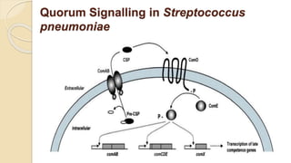 Quorum Signalling Graph Bacterial signal transduction.pptx
