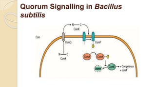 Quorum Signalling Graph Bacterial signal transduction.pptx
