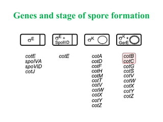 Genes and stage of spore formation
 
