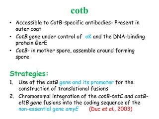 cotb
• Accessible to CotB-specific antibodies- Present in
outer coat
• CotB gene under control of σK and the DNA-binding
protein GerE
• CotB- in mother spore, assemble around forming
spore
Strategies:
1. Use of the cotB gene and its promoter for the
construction of translational fusions
2. Chromosomal integration of the cotB-tetC and cotB-
eltB gene fusions into the coding sequence of the
non-essential gene amyE (Duc et al., 2003)
 