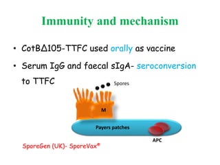 Payers patches
Immunity and mechanism
• CotBΔ105-TTFC used orally as vaccine
• Serum IgG and faecal sIgA- seroconversion
to TTFC
M
APC
Spores
SporeGen (UK)- SporeVax®
 