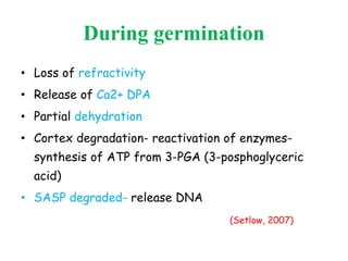 During germination
• Loss of refractivity
• Release of Ca2+ DPA
• Partial dehydration
• Cortex degradation- reactivation of enzymes-
synthesis of ATP from 3-PGA (3-posphoglyceric
acid)
• SASP degraded- release DNA
(Setlow, 2007)
 