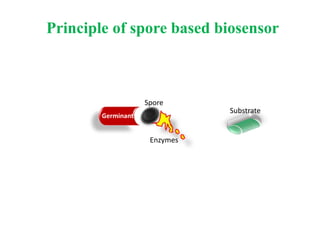 Spore
Germinant
Enzymes
Substrate
Principle of spore based biosensor
 