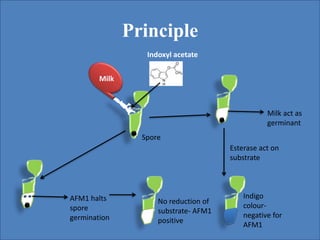Principle
Milk
Indoxyl acetate
Milk act as
germinant
AFM1 halts
spore
germination
Esterase act on
substrate
Indigo
colour-
negative for
AFM1
No reduction of
substrate- AFM1
positive
Spore
 