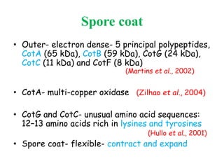 Spore coat
• Outer- electron dense- 5 principal polypeptides,
CotA (65 kDa), CotB (59 kDa), CotG (24 kDa),
CotC (11 kDa) and CotF (8 kDa)
(Martins et al., 2002)
• CotA- multi-copper oxidase (Zilhao et al., 2004)
• CotG and CotC- unusual amino acid sequences:
12–13 amino acids rich in lysines and tyrosines
(Hullo et al., 2001)
• Spore coat- flexible- contract and expand
 