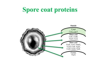 Spore coat proteins
 