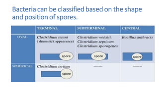 Bacteria can be classified based on the shape
and position of spores.
 
