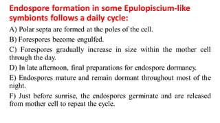 Endospore formation in some Epulopiscium-like
symbionts follows a daily cycle:
A) Polar septa are formed at the poles of the cell.
B) Forespores become engulfed.
C) Forespores gradually increase in size within the mother cell
through the day.
D) In late afternoon, final preparations for endospore dormancy.
E) Endospores mature and remain dormant throughout most of the
night.
F) Just before sunrise, the endospores germinate and are released
from mother cell to repeat the cycle.
 