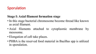 Sporulation
Stage I: Axial filament formation stage
• In this stage bacterial chromosome become thread like known
as axial filament.
• Axial filaments attached to cytoplasmic membrane by
mesosome.
• Elongation of cell take places.
• PHBA is the reserved food material in Bacillus spp is utilized
in sporulation.
 