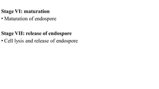 Stage VI: maturation
• Maturation of endospore
Stage VII: release of endospore
• Cell lysis and release of endospore
 