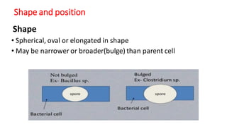 Shape and position
Shape
• Spherical, oval or elongated in shape
• May be narrower or broader(bulge) than parent cell
 