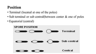 Position
• Terminal (located at one of the poles)
• Sub terminal or sub central(between center & one of poles
• Equatorial (central)
 
