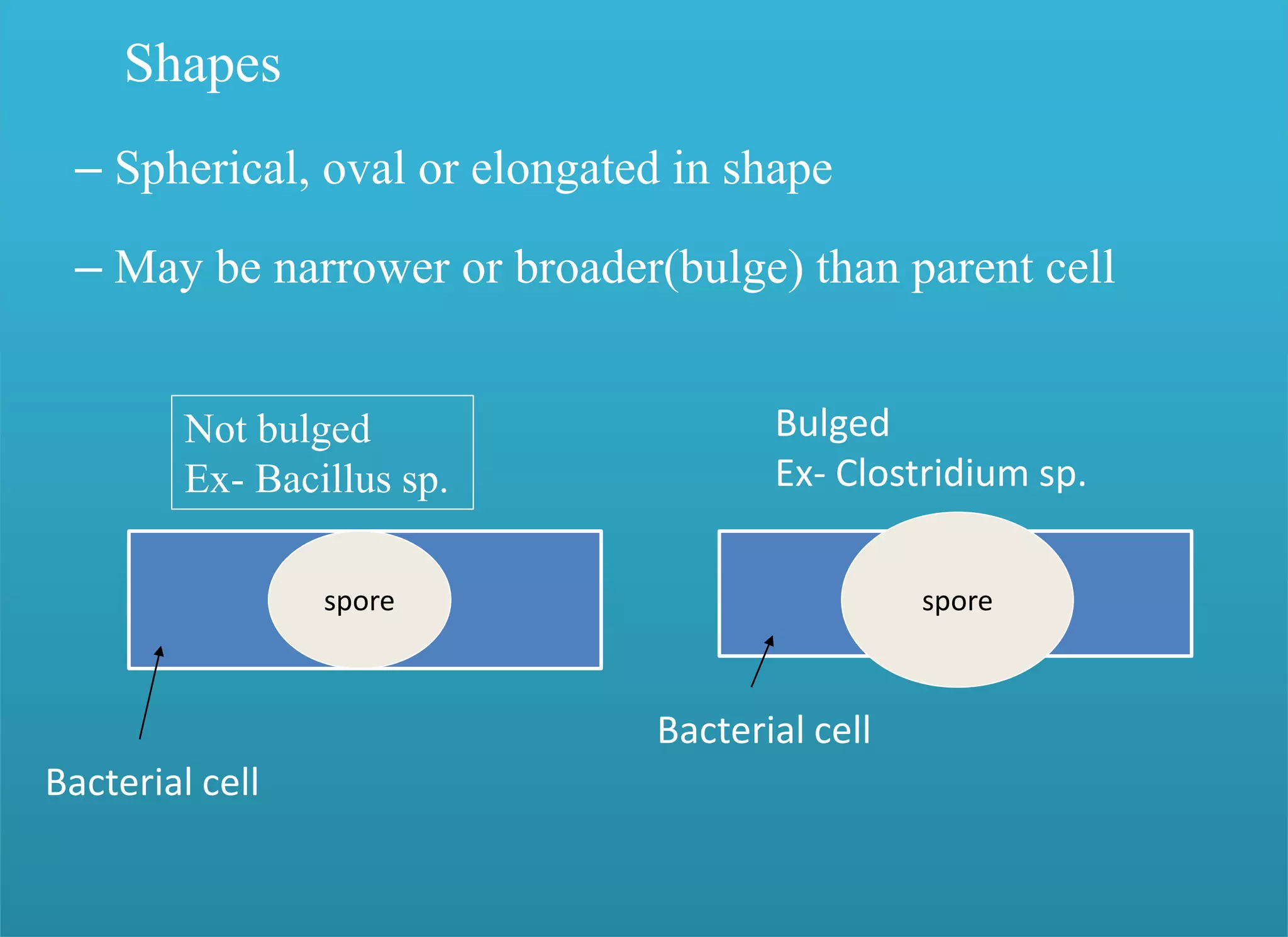 Shapes
– Spherical, oval or elongated in shape
– May be narrower or broader(bulge) than parent cell
spore
Bacterial cell
spore
Bacterial cell
Bulged
Ex- Clostridium sp.
Not bulged
Ex- Bacillus sp.
 