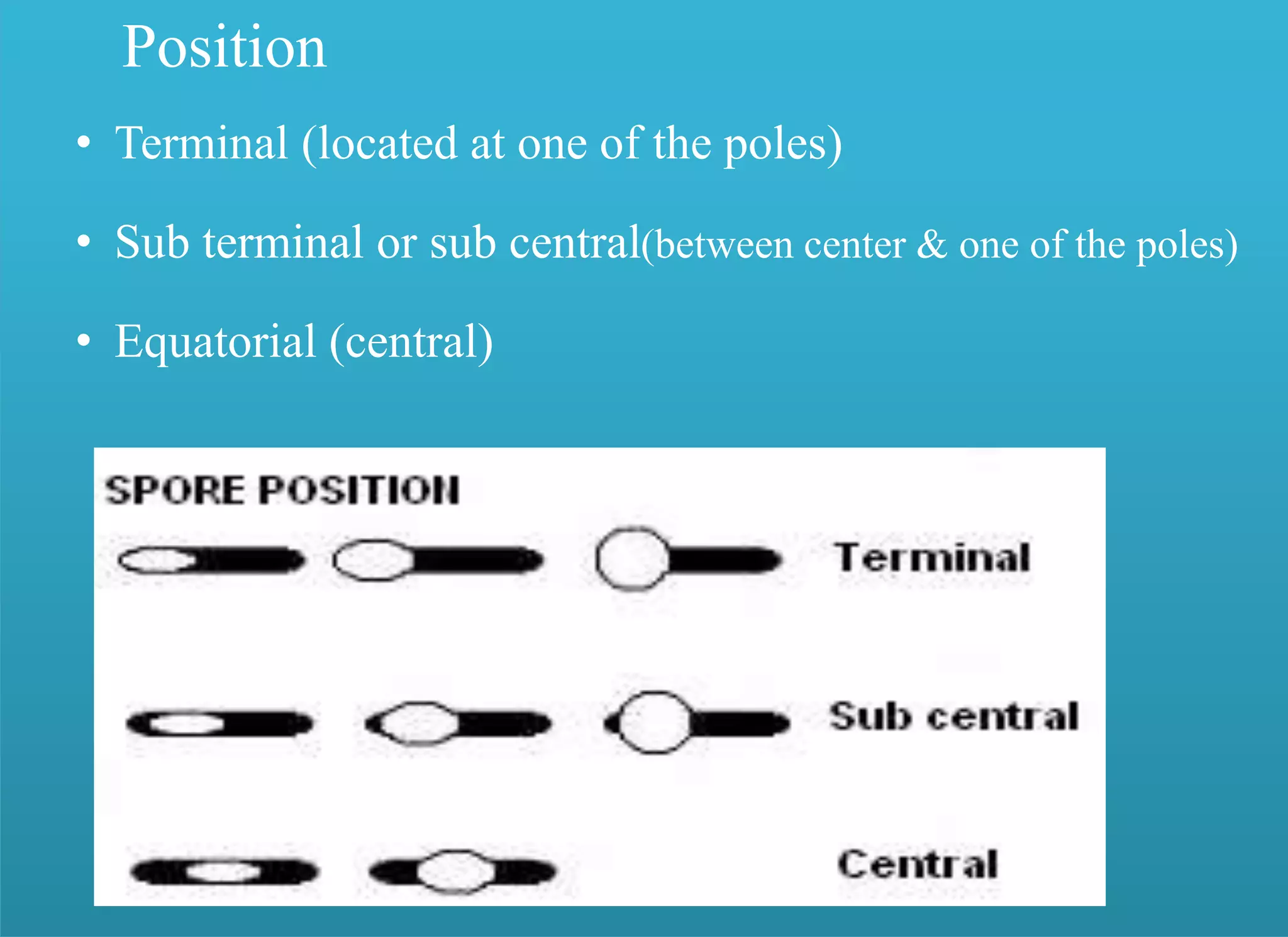 Position
• Terminal (located at one of the poles)
• Sub terminal or sub central(between center & one of the poles)
• Equatorial (central)
 