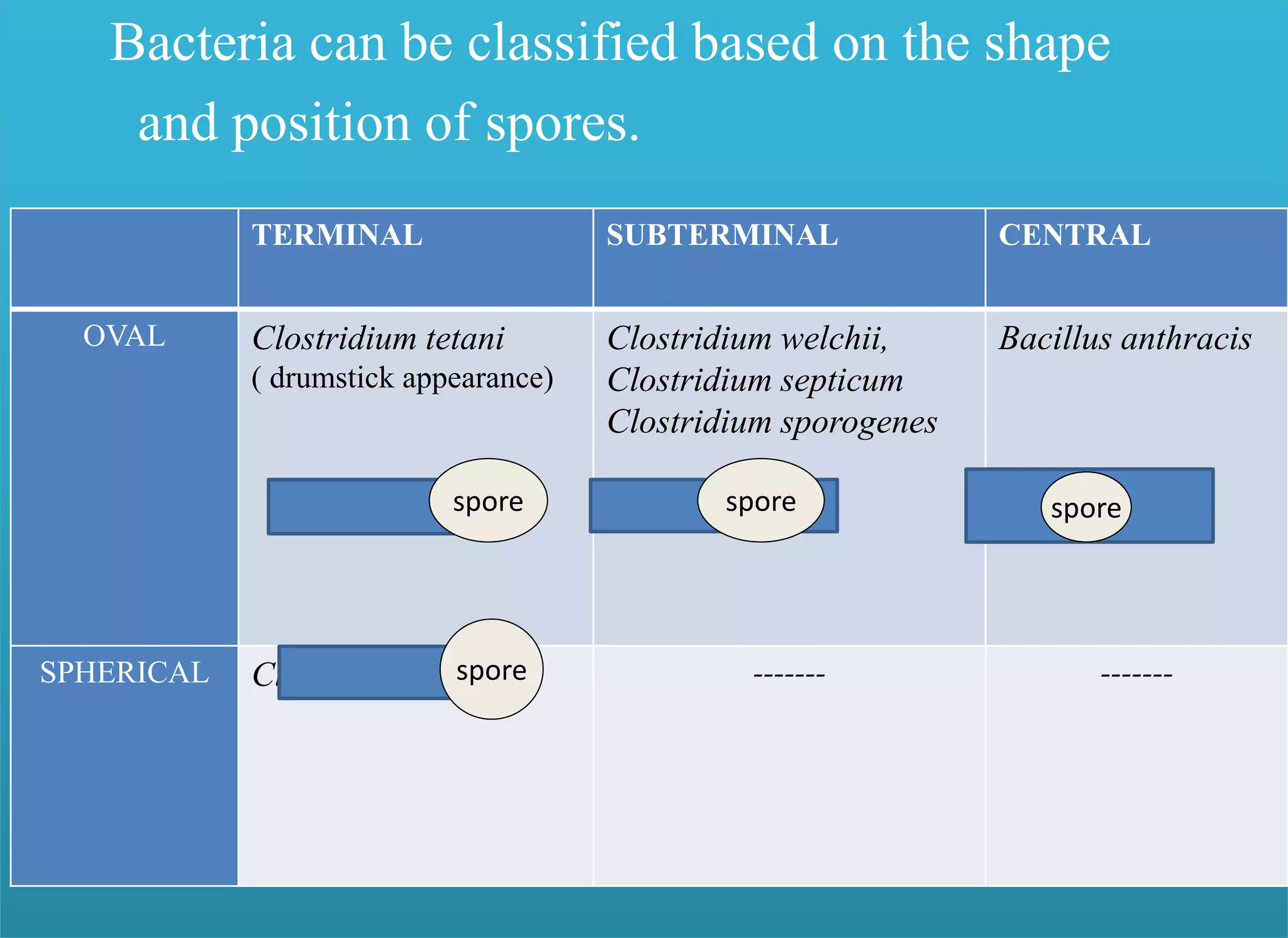 Bacteria can be classified based on the shape
and position of spores.
TERMINAL SUBTERMINAL CENTRAL
OVAL Clostridium tetani
( drumstick appearance)
Clostridium welchii,
Clostridium septicum
Clostridium sporogenes
Bacillus anthracis
SPHERICAL Clostridium tertium ------- -------
spore spore spore
spore
 