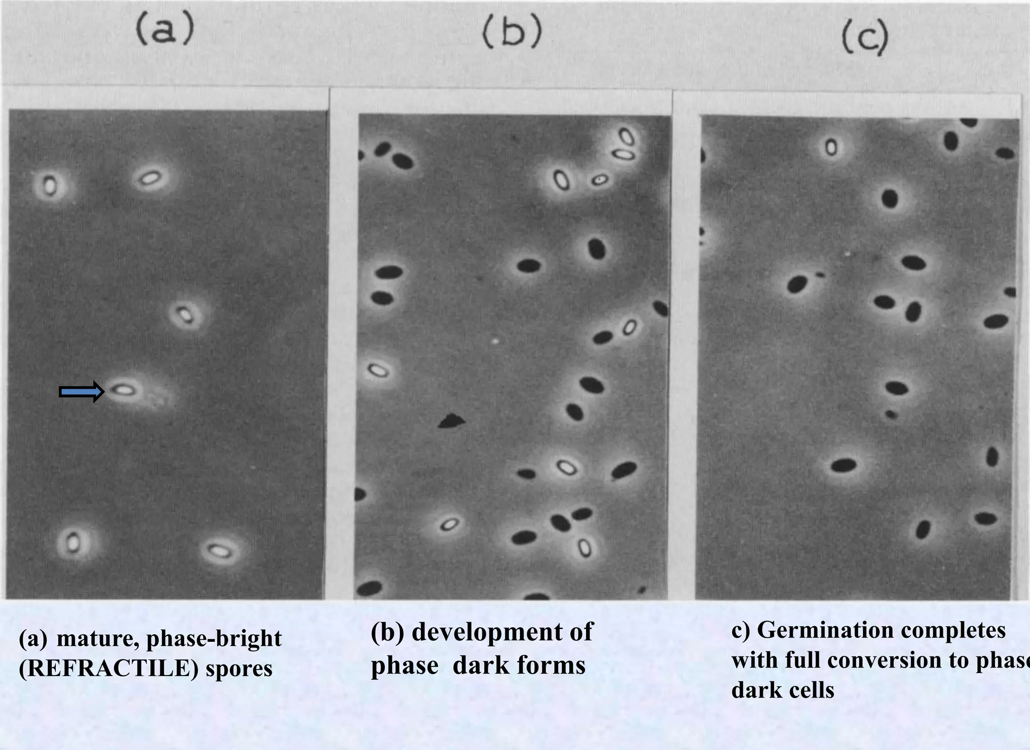 (b) development of
phase dark forms
c) Germination completes
with full conversion to phase
dark cells
(a) mature, phase-bright
(REFRACTILE) spores
 