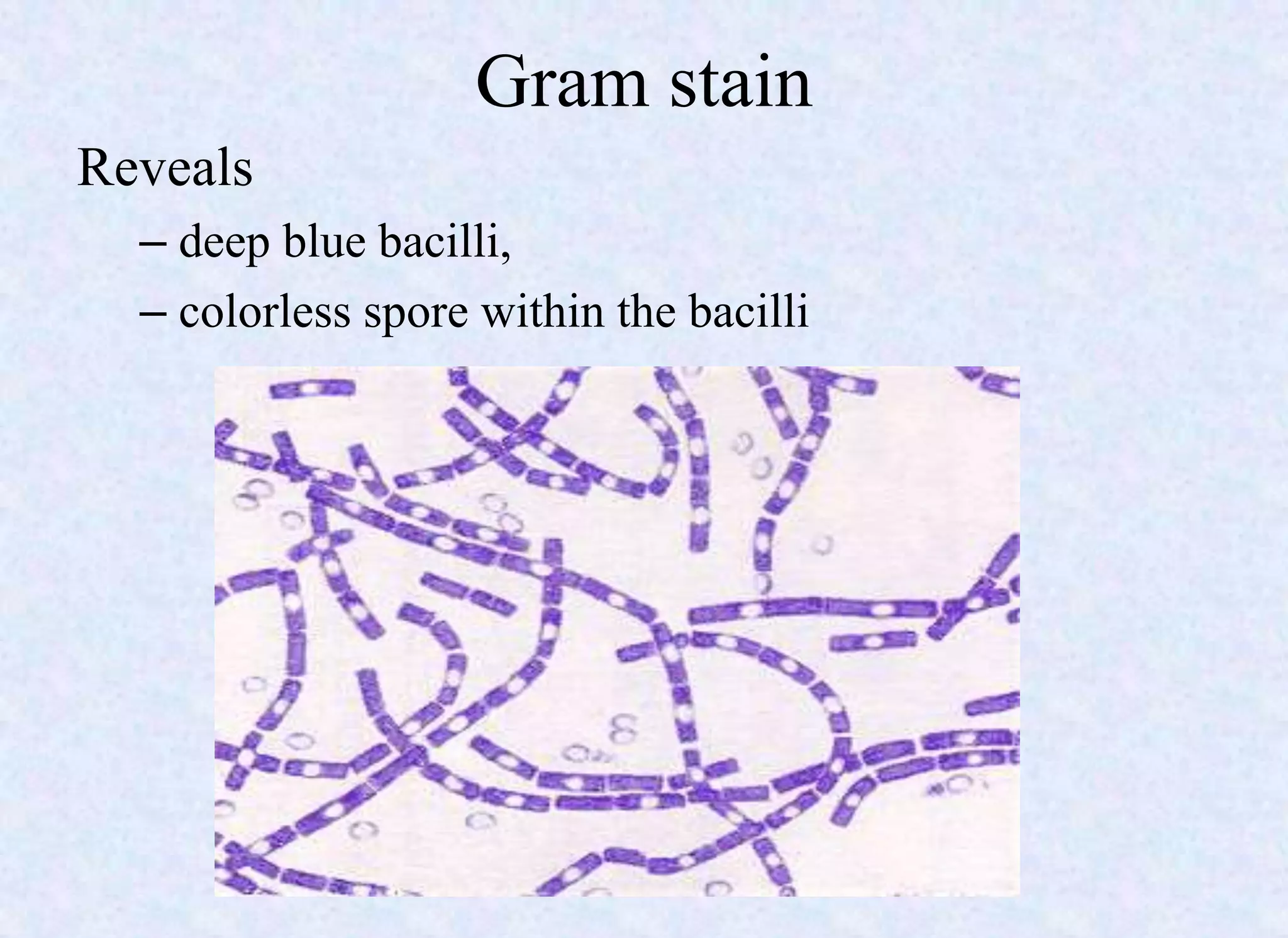 Gram stain
Reveals
– deep blue bacilli,
– colorless spore within the bacilli
 