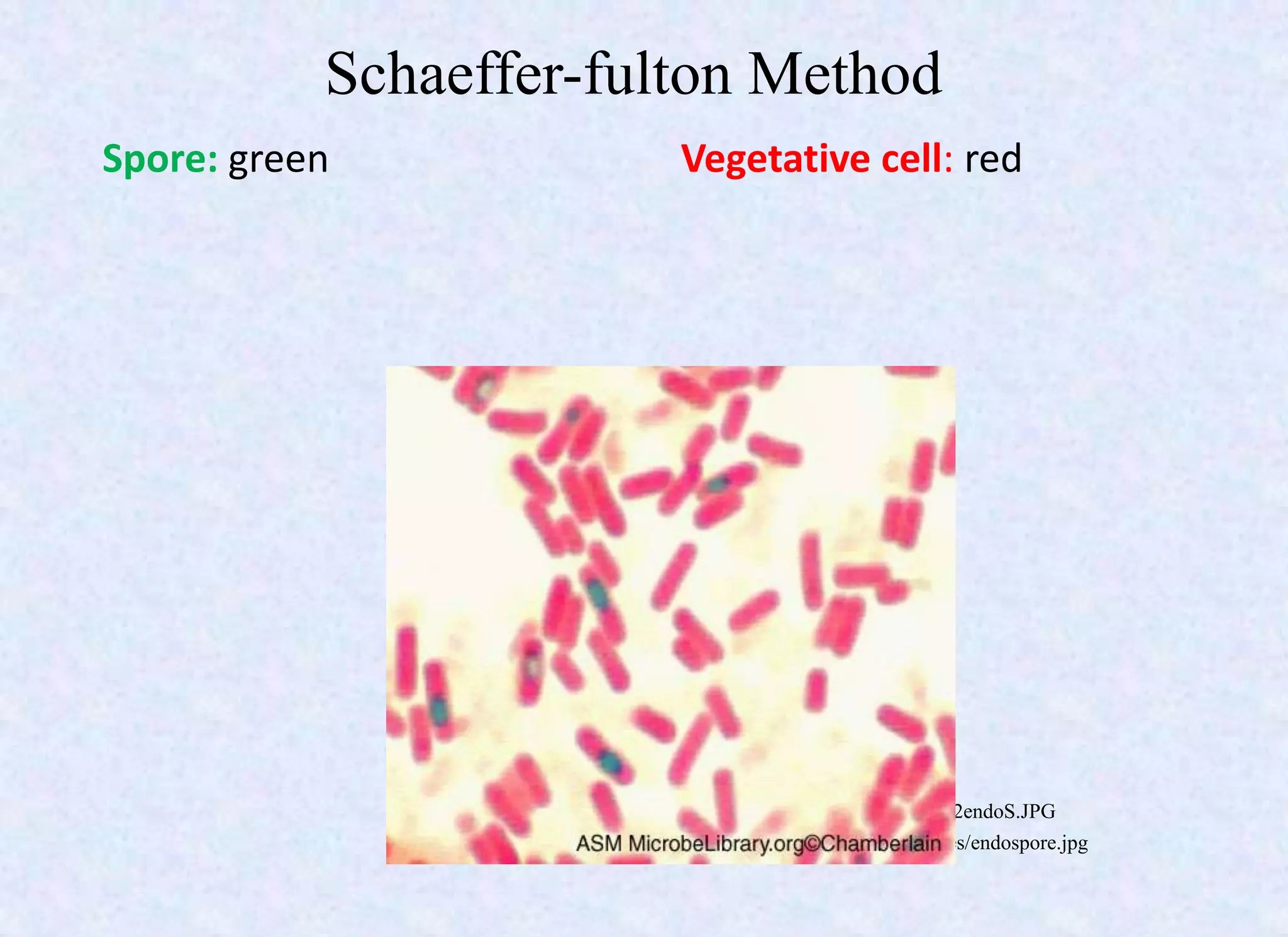 Schaeffer-fulton Method
Spore: green Vegetative cell: red
http://www.arches.uga.edu/~howie/MVC-052endoS.JPG
http://homepages.wmich.edu/~rossbach/bios312/LabProcedures/endospore.jpg
 
