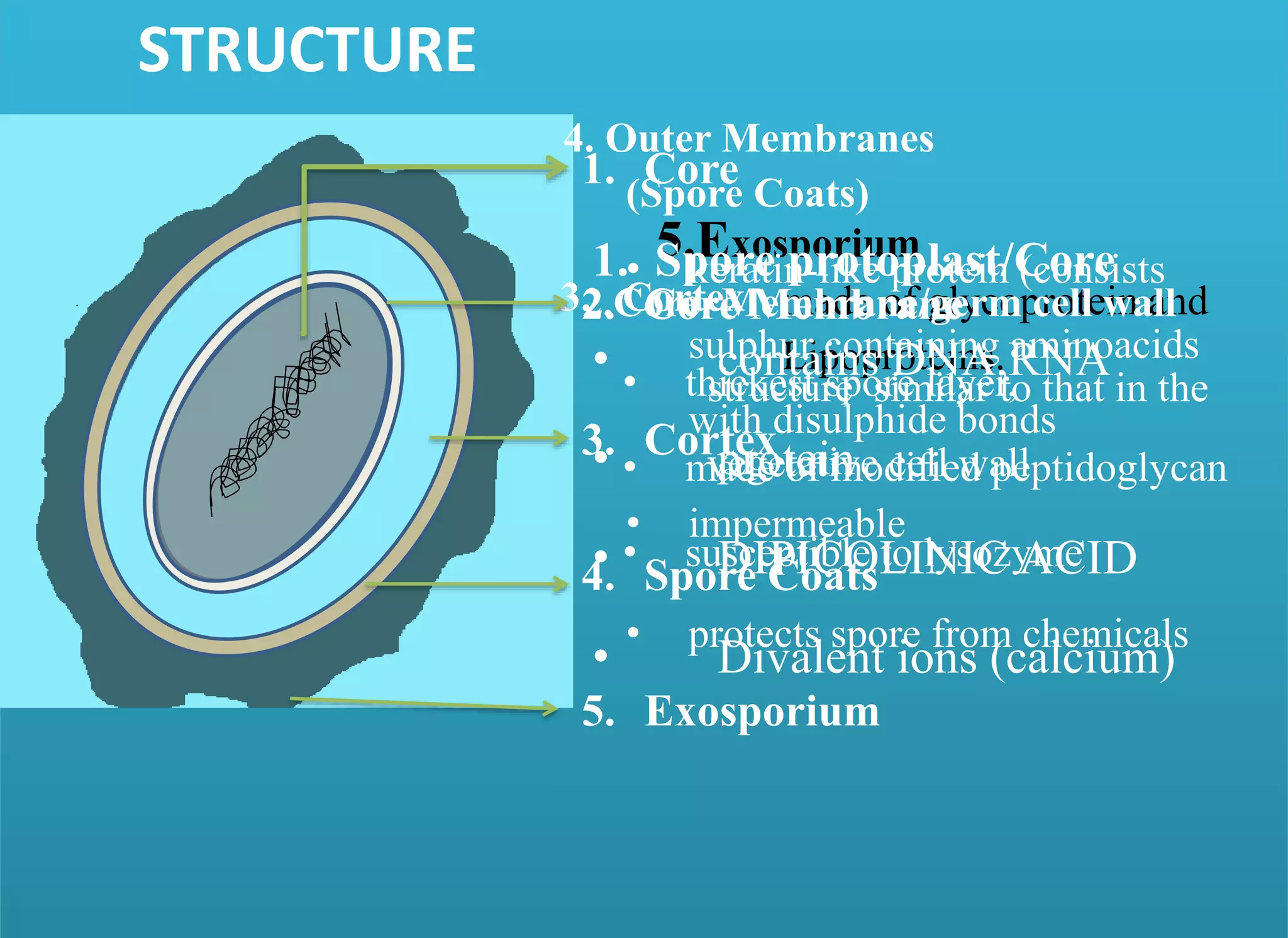 STRUCTURE
5.Exosporium
made of glycoprotein and
Lipoproteins.
4. Outer Membranes
(Spore Coats)
• keratin-like protein (consists
sulphur containing aminoacids
with disulphide bonds
• impermeable
• protects spore from chemicals
3. Cortex
• thickest spore layer,
• made of modified peptidoglycan
• susceptible to lysozyme
2.Core Membrane/germ cell wall
structure similar to that in the
vegetative cell wall
1. Spore protoplast/Core
• contains DNA,RNA
• protein
• DIPICOLINIC ACID
• Divalent ions (calcium)
1. Core
2. Core Membrane
3. Cortex
4. Spore Coats
5. Exosporium
 