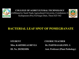 BACTERIAL LEAF SPOT OF POMEGRANATE
COLLEGE OF AGRICULTURAL TECHNOLOGY
(Affiliated to Tamil Nadu Agricultural University, Coimbatore-3)
Kullapuram (Po),ViaVaigai Dam, Theni-625 562
STUDENT
Miss. KARTHIGAI DEVI.S
ID. No. 2015021056
COURSE TEACHER
Dr. PARTHASARATHY. S
Asst. Professor (Plant Pathology)
 