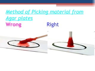 Method of Picking material from
Agar plates
Wrong Right
 