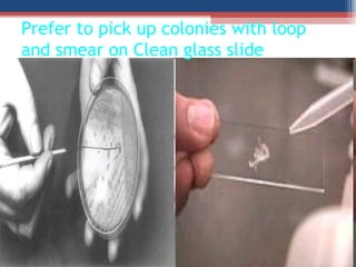 Prefer to pick up colonies with loop
and smear on Clean glass slide
 