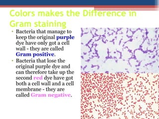 • Bacteria that manage to
keep the original purple
dye have only got a cell
wall - they are called
Gram positive.
• Bacteria that lose the
original purple dye and
can therefore take up the
second red dye have got
both a cell wall and a cell
membrane - they are
called Gram negative.
Colors makes the Difference in
Gram staining
 