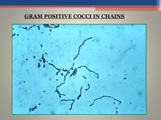 GRAM POSITIVE COCCI IN CHAINS
 