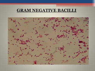 GRAM NEGATIVE BACILLI
 