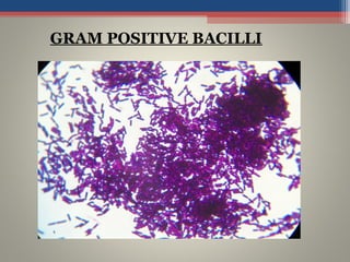 GRAM POSITIVE BACILLI
 
