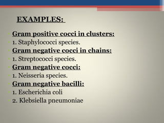 • Gram positive cocci in clusters:
• 1. Staphylococci species.
• Gram negative cocci in chains:
• 1. Streptococci species.
• Gram negative cocci:
• 1. Neisseria species.
• Gram negative bacilli:
• 1. Escherichia coli
• 2. Klebsiella pneumoniae
EXAMPLES:
 