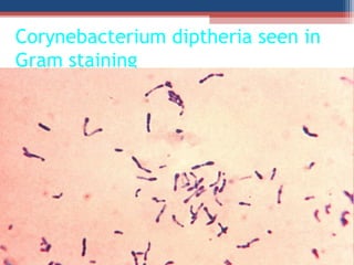 Corynebacterium diptheria seen in
Gram staining
 