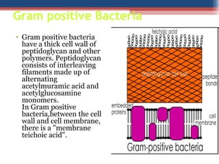 Gram positive Bacteria
• Gram positive bacteria
have a thick cell wall of
peptidoglycan and other
polymers. Peptidoglycan
consists of interleaving
filaments made up of
alternating
acetylmuramic acid and
acetylglucosamine
monomers.
In Gram positive
bacteria,between the cell
wall and cell membrane,
there is a "membrane
teichoic acid".
 