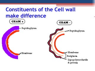 Constituents of the Cell wall
make difference
 