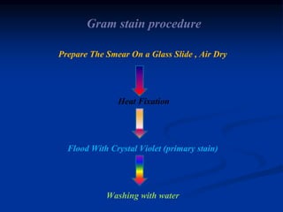 Gram stain procedure 
Prepare The Smear On a Glass Slide , Air Dry 
Heat Fixation 
Flood With Crystal Violet (primary stain) 
Washing with water 
 