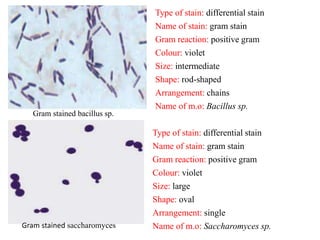 Gram stained bacillus sp. 
Type of stain: differential stain 
Name of stain: gram stain 
Gram reaction: positive gram 
Colour: violet 
Size: intermediate 
Shape: rod-shaped 
Arrangement: chains 
Name of m.o: Bacillus sp. 
Type of stain: differential stain 
Name of stain: gram stain 
Gram reaction: positive gram 
Colour: violet 
Size: large 
Shape: oval 
Arrangement: single 
Gram stained saccharomyces Name of m.o: Saccharomyces sp. 
 