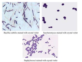 Bacillus subtilis stained with crystal violet Saccharomyces stained with crystal violet 
Staphylococci stained with crystal violet 
 