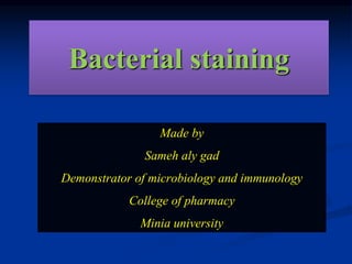 Bacterial staining 
Made by 
Sameh aly gad 
Demonstrator of microbiology and immunology 
College of pharmacy 
Minia university 
 