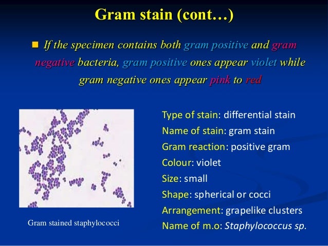 Bacterial Staining