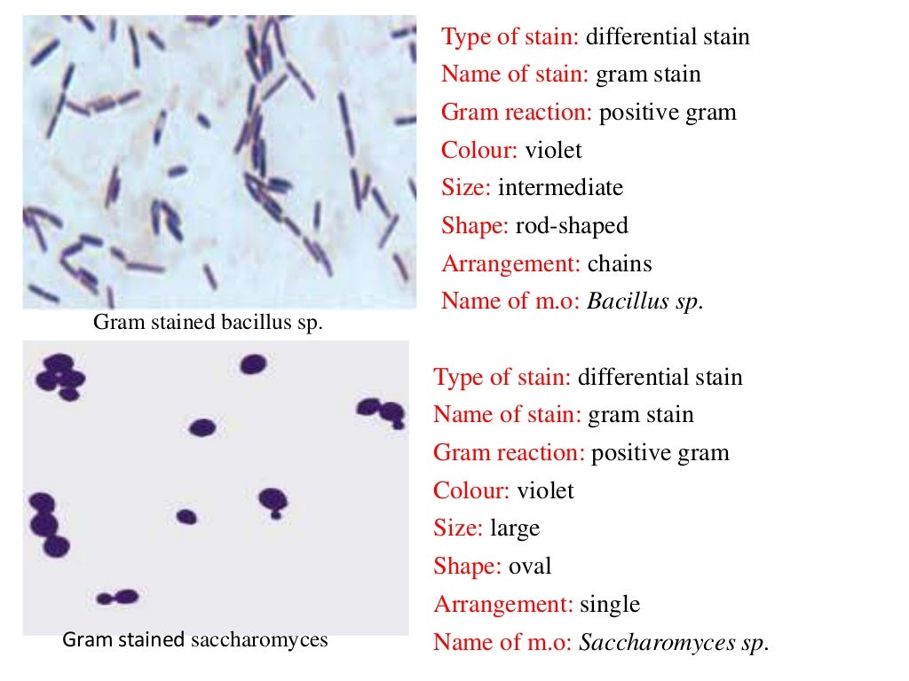Bacterial staining