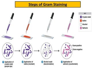 Staining Flowchart Bacterial Staining Techniques | PPTX