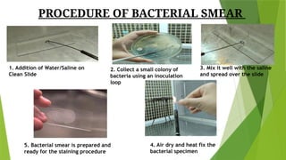 BACTERIAL STAIN PRACTICALbbggggvghggg.pptx