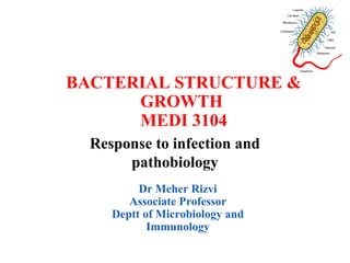 Meher Rizvi Bacterial structure and growth | PPT