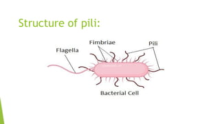Phli Structure Bacterial Structure (Microbiology ).pptx