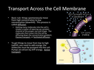 Bacterial structures | PPT