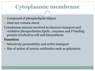 Cytoplasmic membrane
 Composed of phospholipids bilayer
 Does not contain sterol
Cytochrome enzyme involved in electron transport and
oxidative phosporilation,lipids , enzymes and P binding
protein involved in cell wall biosynthesis
Function
 Selectively permeability and active transport
 Site of action of certain antibiotics such as polymixin
 