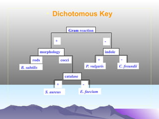 • Dichotomous Key
Gram reaction
+

-

morphology
rods

indole
+

cocci

P. vulgaris

B. subtilis
catalase
+
S. aureus

E. faecium

C. freundii

 